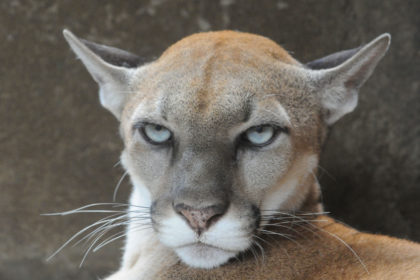 NICARAGUA-EARTH DAY-PUMA